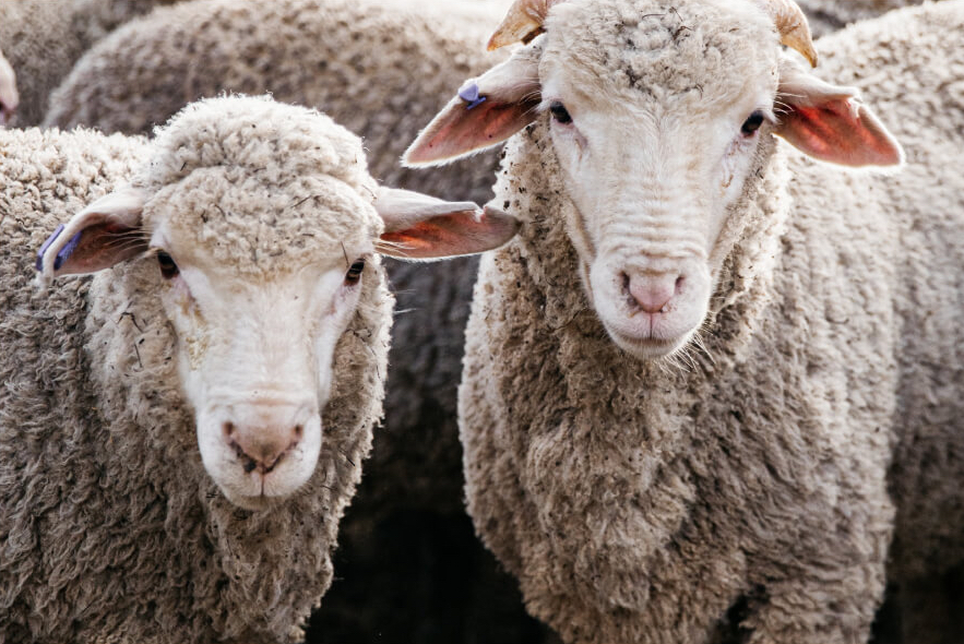 Sheep health - Trust In Australian Wool